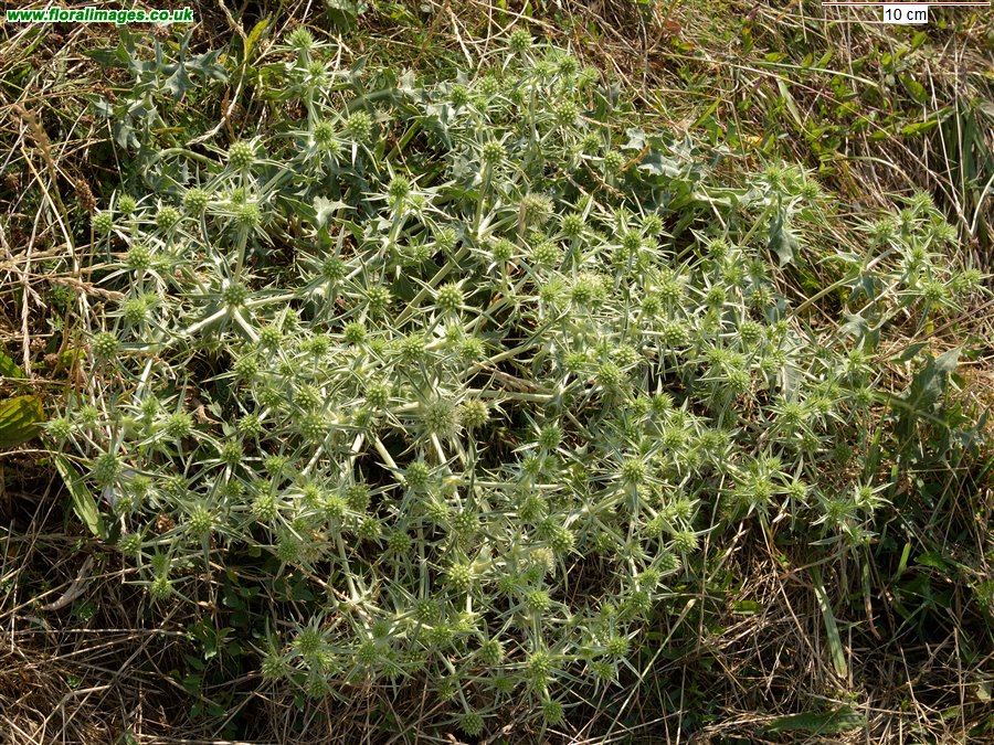Eryngium campestre