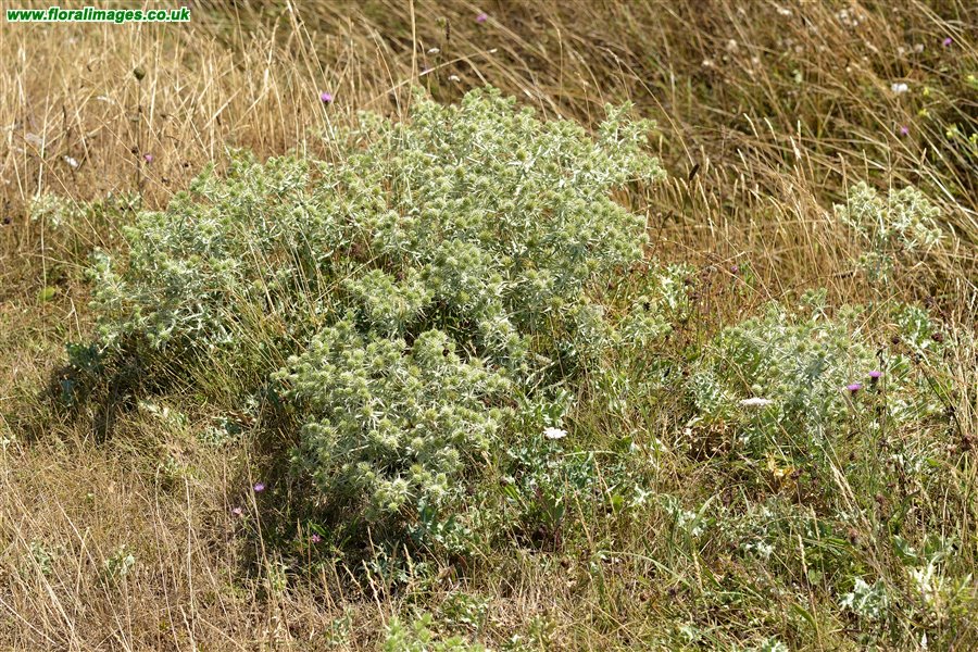 Eryngium campestre