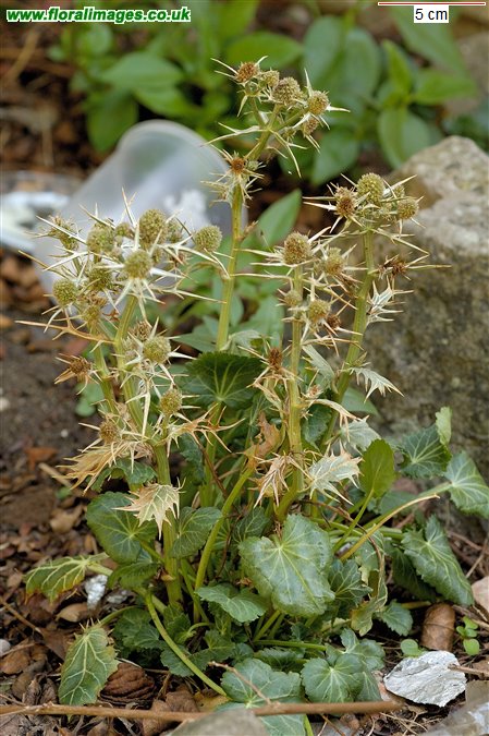 Eryngium sp.