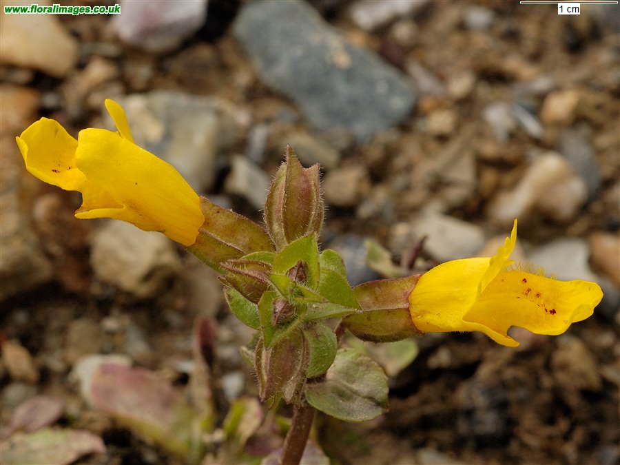 Erythranthe guttata