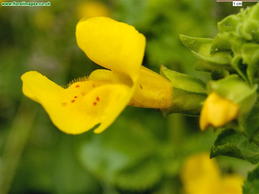 Erythranthe guttata
