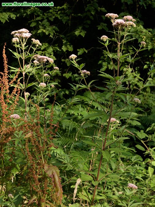 Eupatorium cannabinum