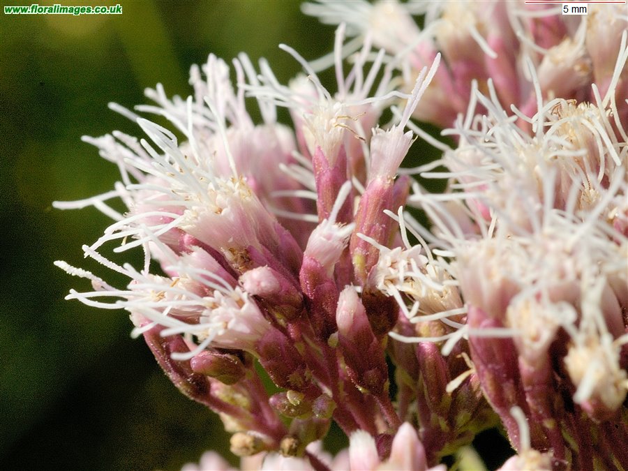 Eupatorium cannabinum