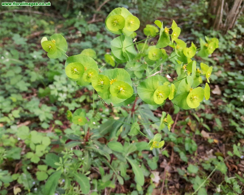Euphorbia amygdaloides