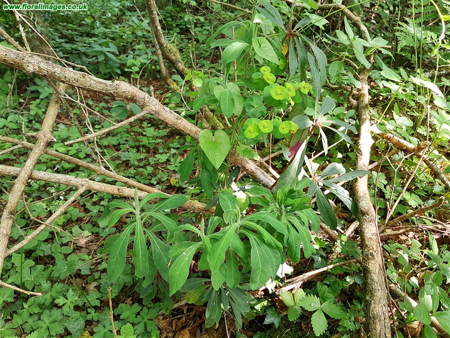 Euphorbia amygdaloides