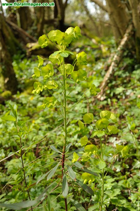 Euphorbia amygdaloides