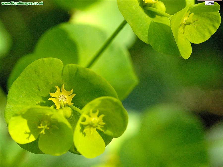 Euphorbia amygdaloides