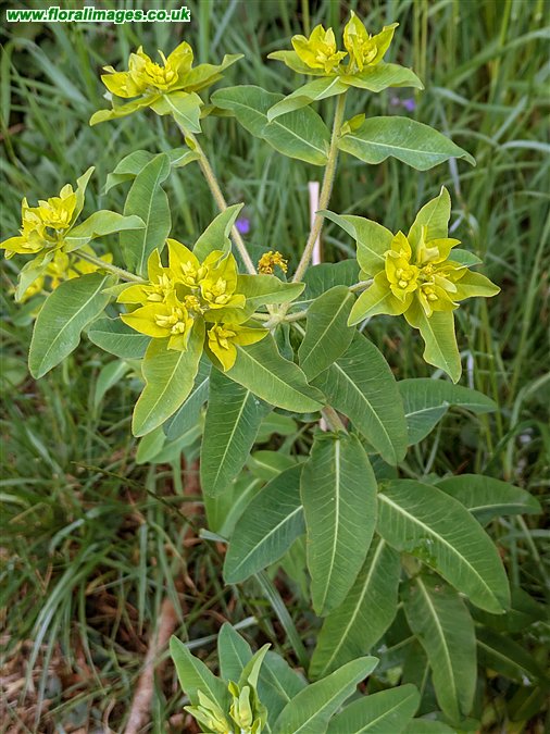 Euphorbia oblongata