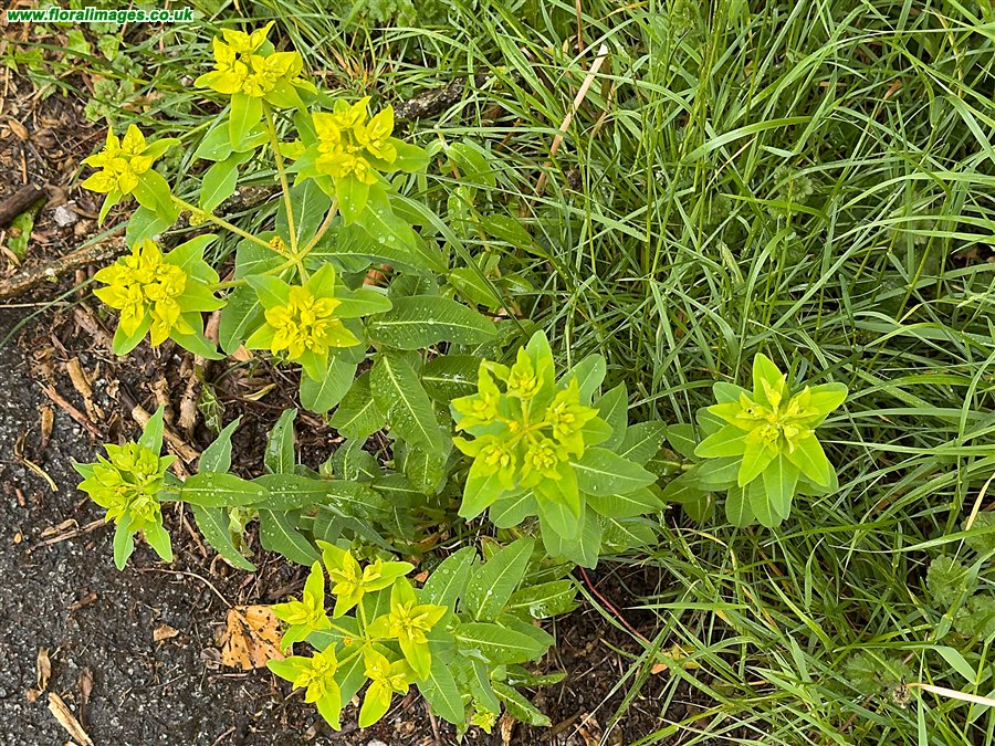 Euphorbia oblongata