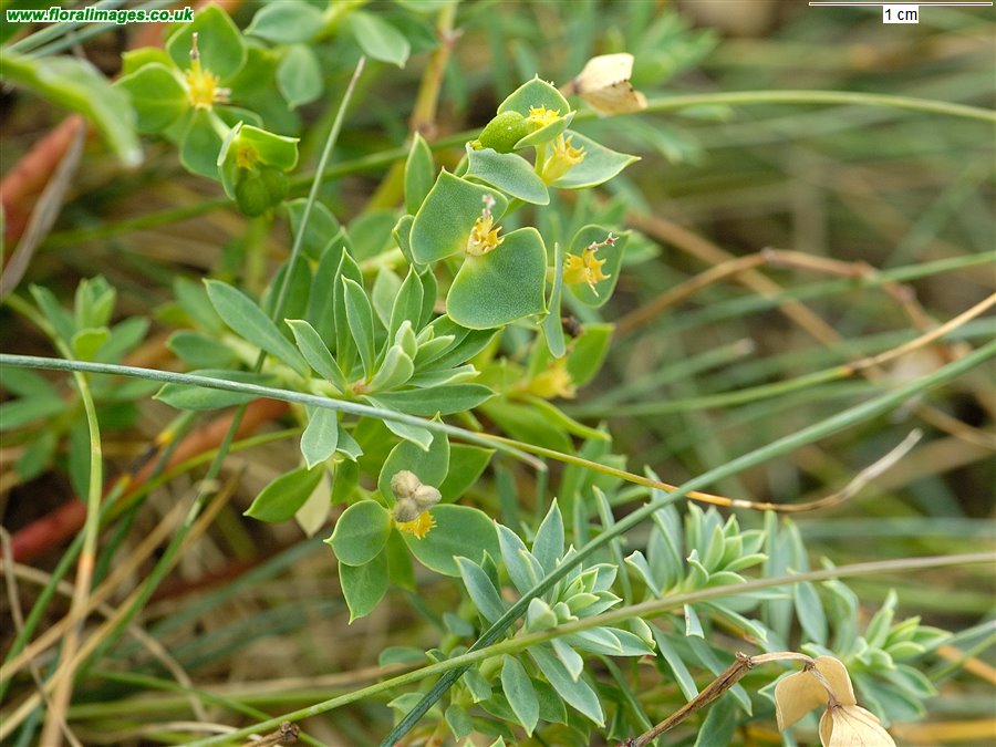 Euphorbia portlandica