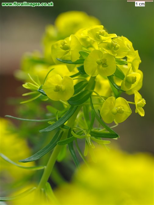 Euphorbia x pseudovirgata