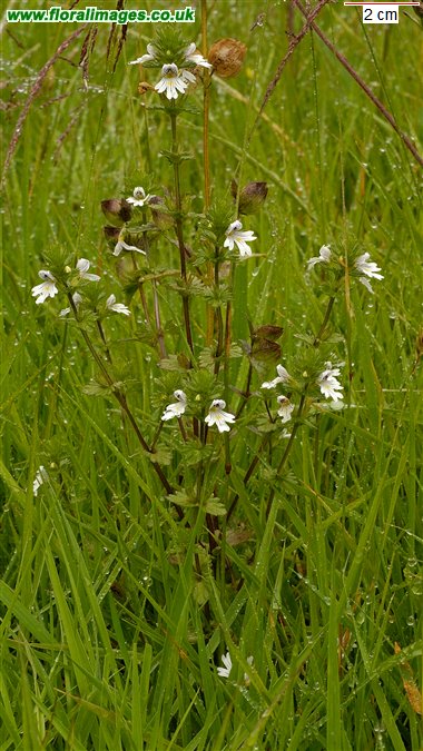 Euphrasia