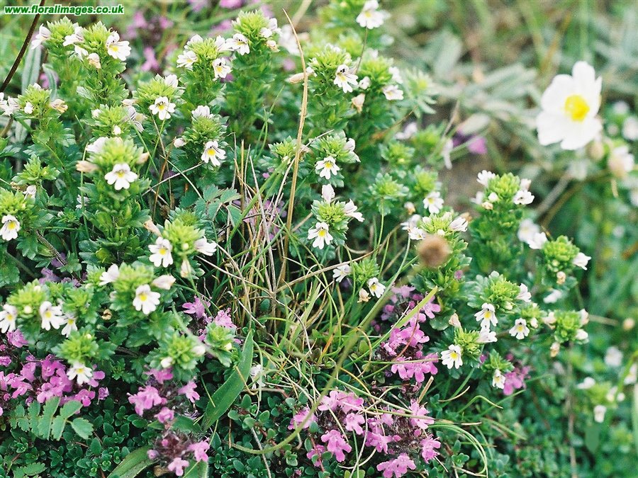 Euphrasia