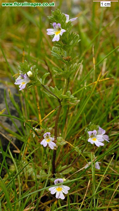 Euphrasia