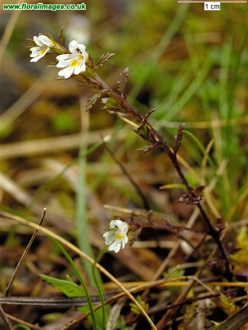 Euphrasia