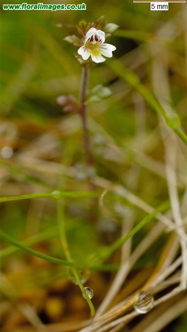 Euphrasia scottica