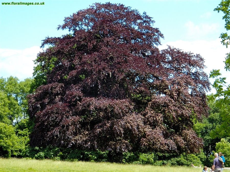 Fagus sylvatica