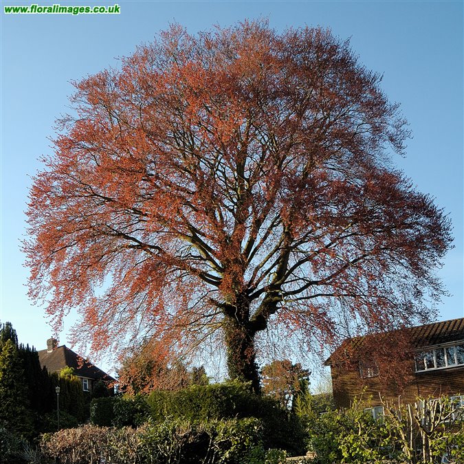 Fagus sylvatica
