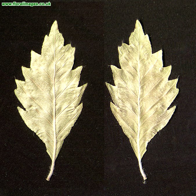 Fagus sylvatica