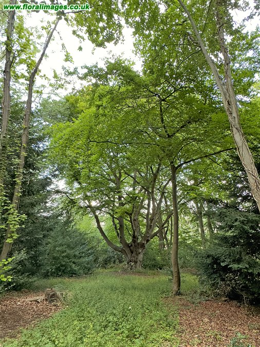 Fagus sylvatica