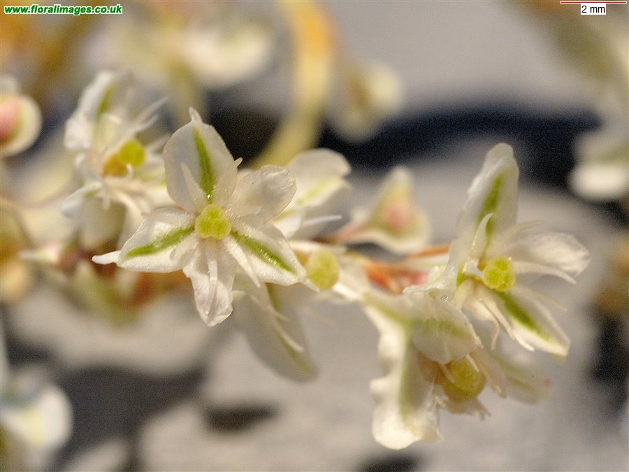Fallopia baldschuanica