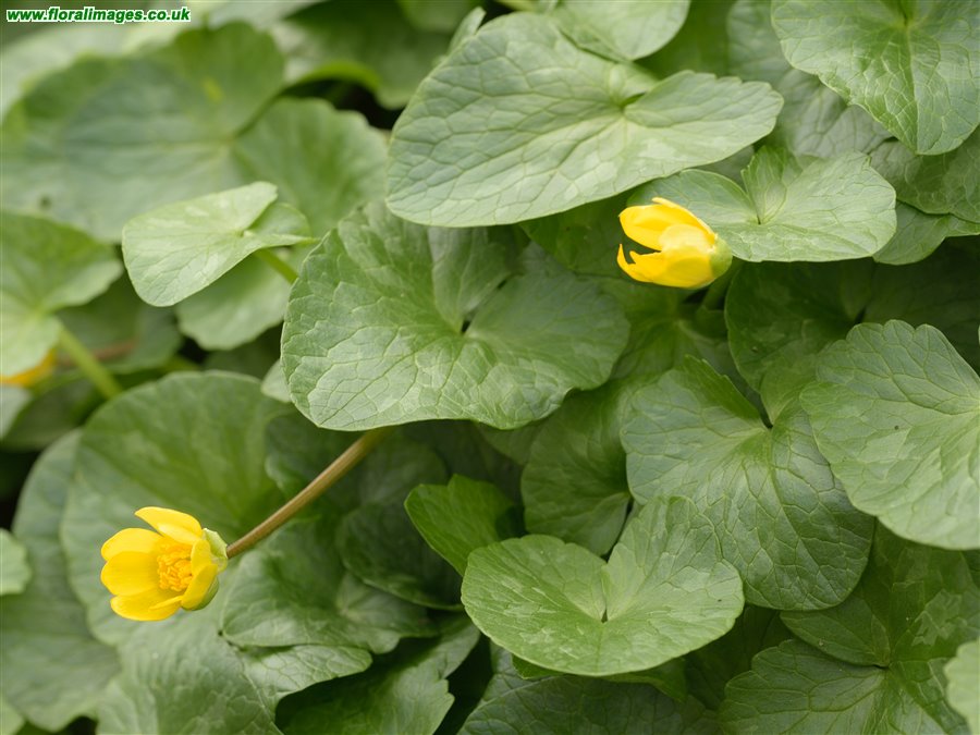 Ficaria verna