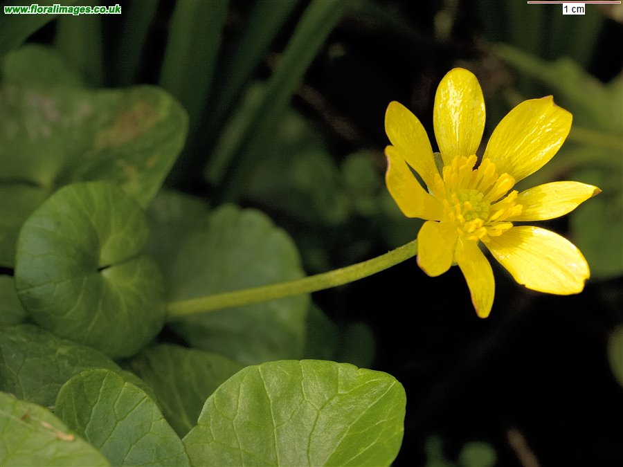 Ficaria verna