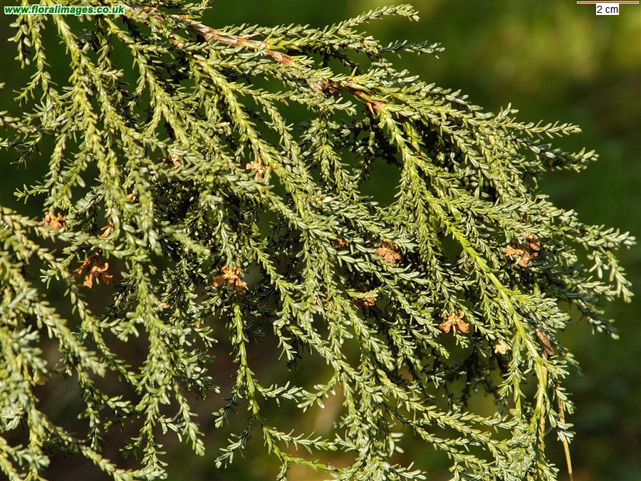 Fitzroya cupressoides
