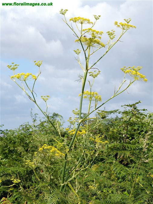 Foeniculum vulgare