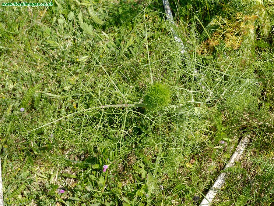 Foeniculum vulgare