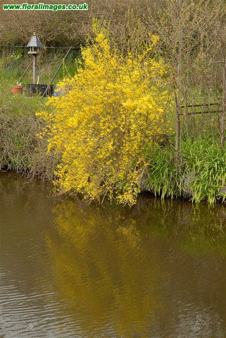 Forsythia x intermedia