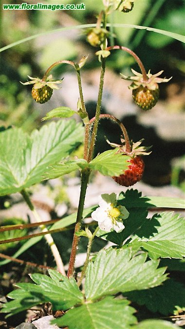 Fragaria vesca