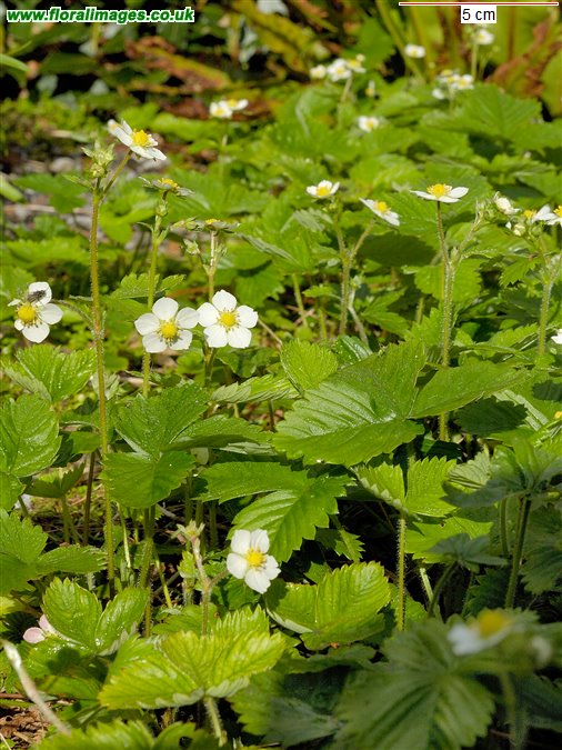 Fragaria vesca