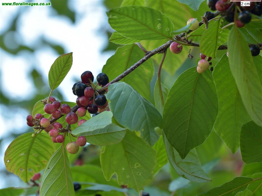 Frangula alnus