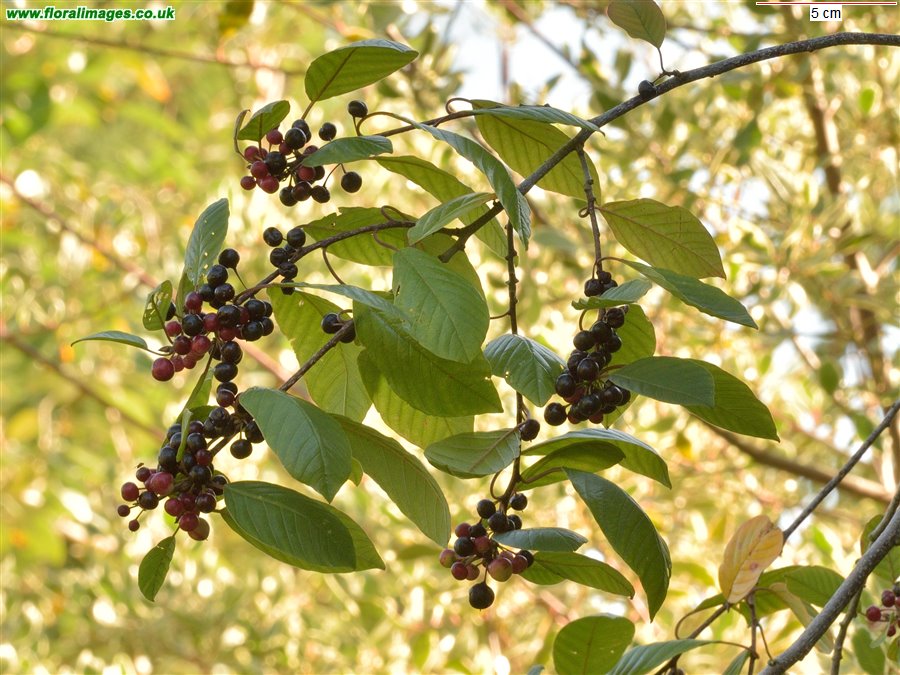 Frangula alnus