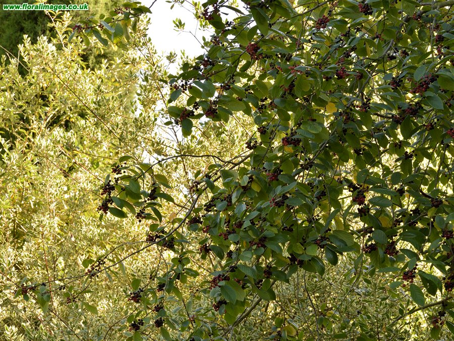Frangula alnus