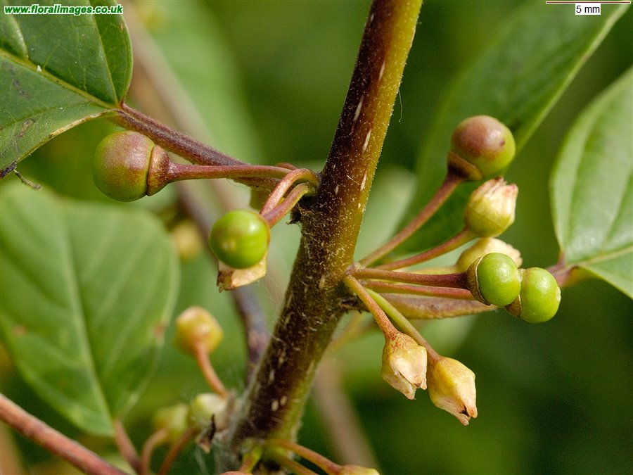 Frangula alnus