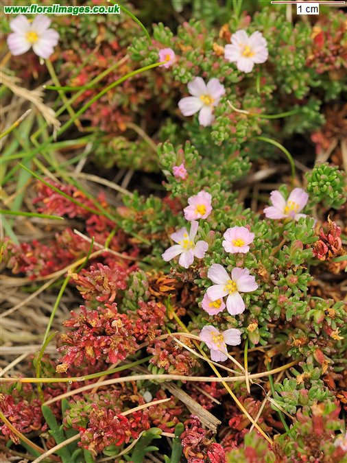 Frankenia laevis
