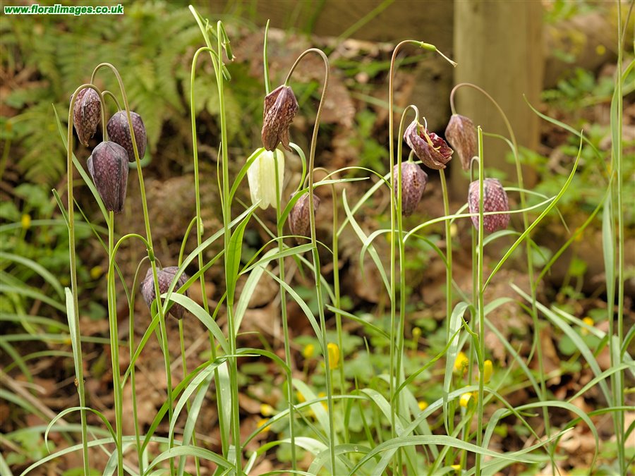 Fritillaria meleagris