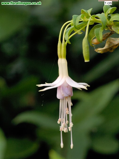 Fuchsia magellanica