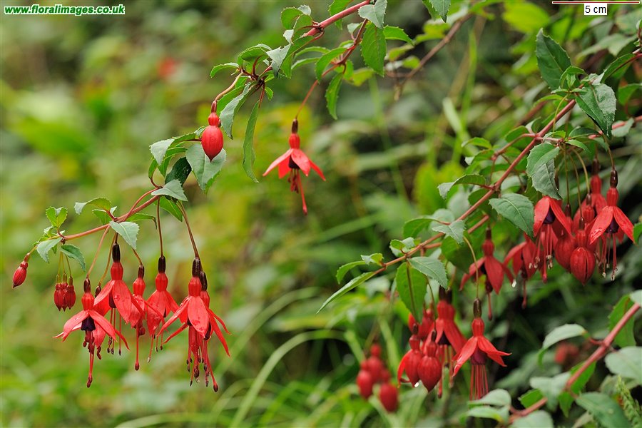 Fuchsia magellanica