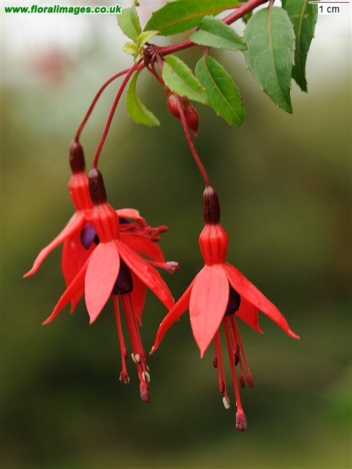Fuchsia magellanica