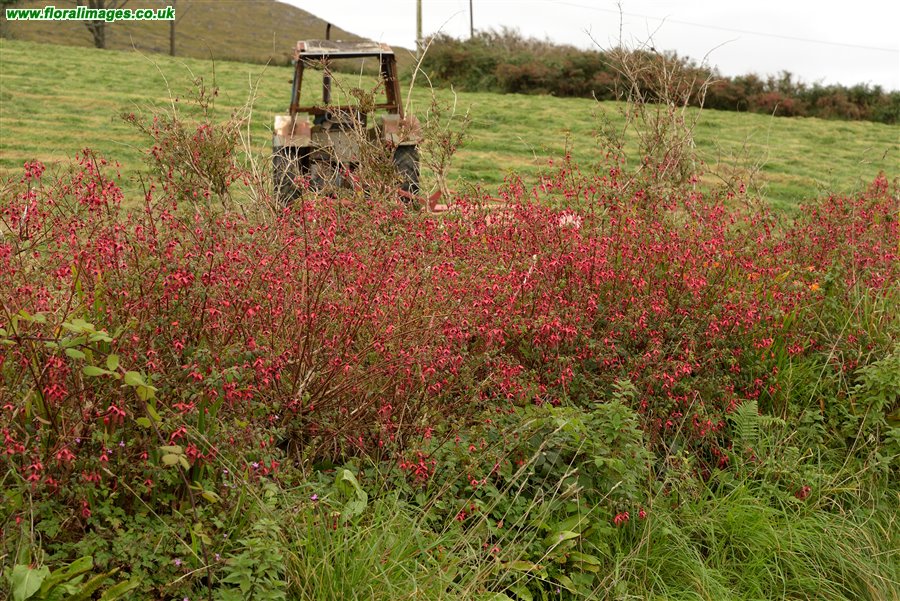 Fuchsia magellanica