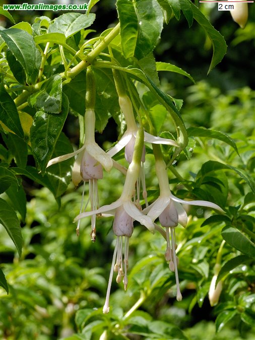 Fuchsia magellanica