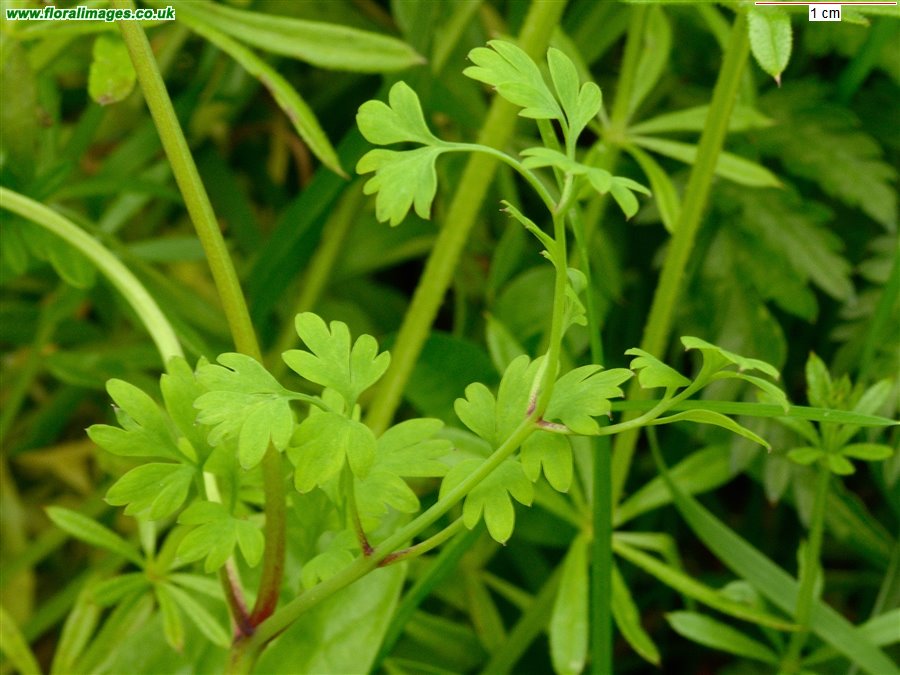 Fumaria bastardii