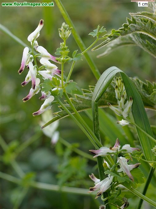 Fumaria capreolata