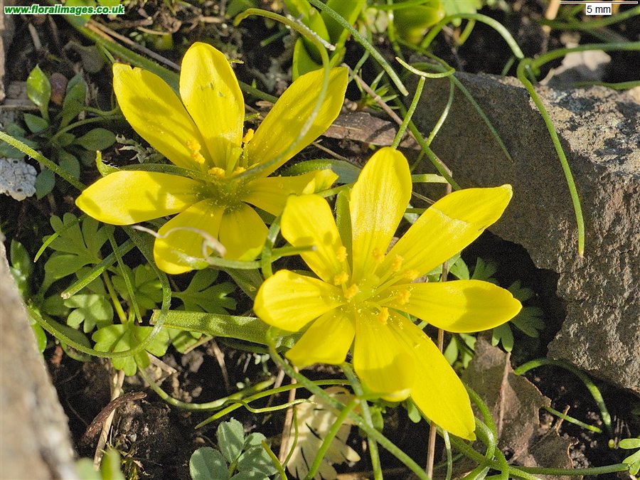 Gagea bohemica