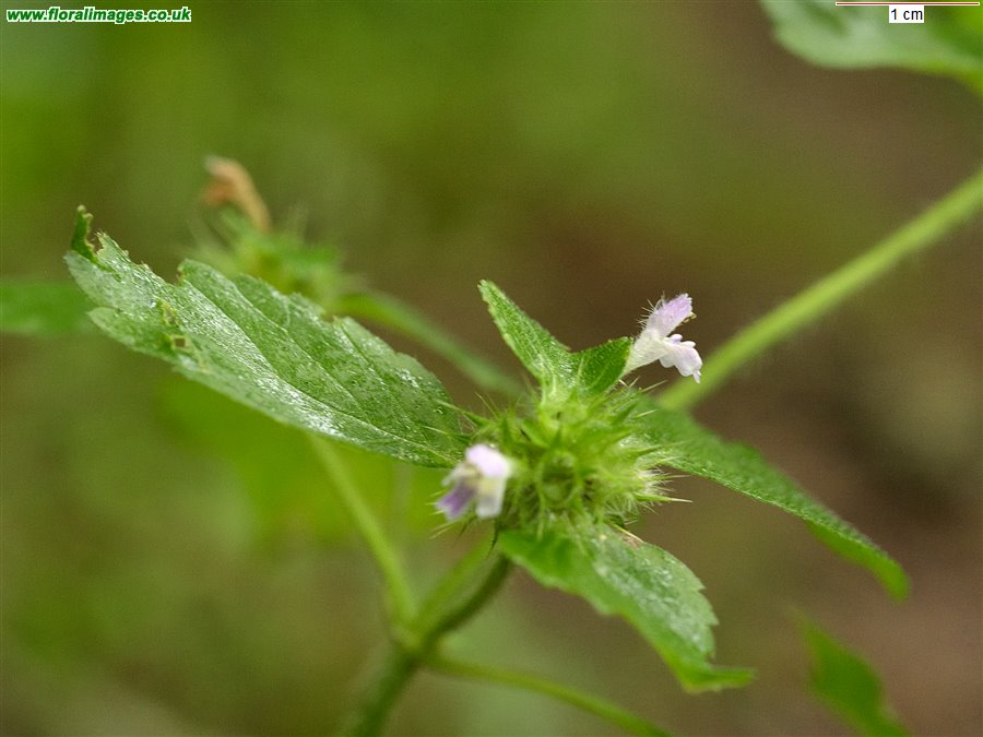 Galeopsis bifida