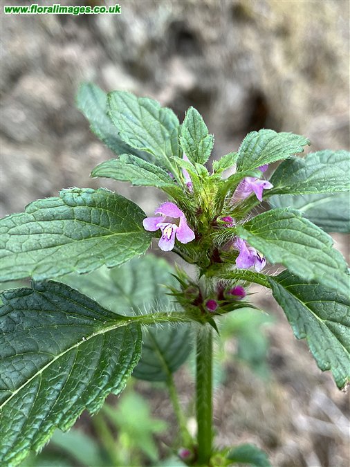 Galeopsis tetrahit sens str