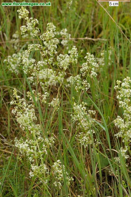 Galium album